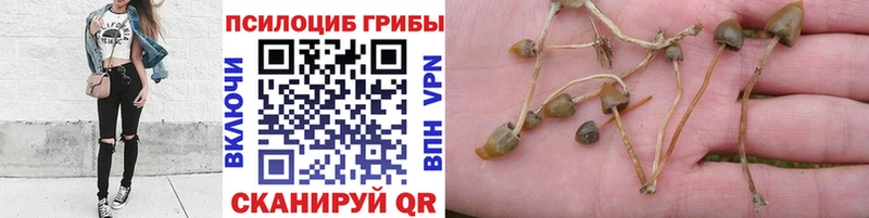 Псилоцибиновые грибы мухоморы  Видное 